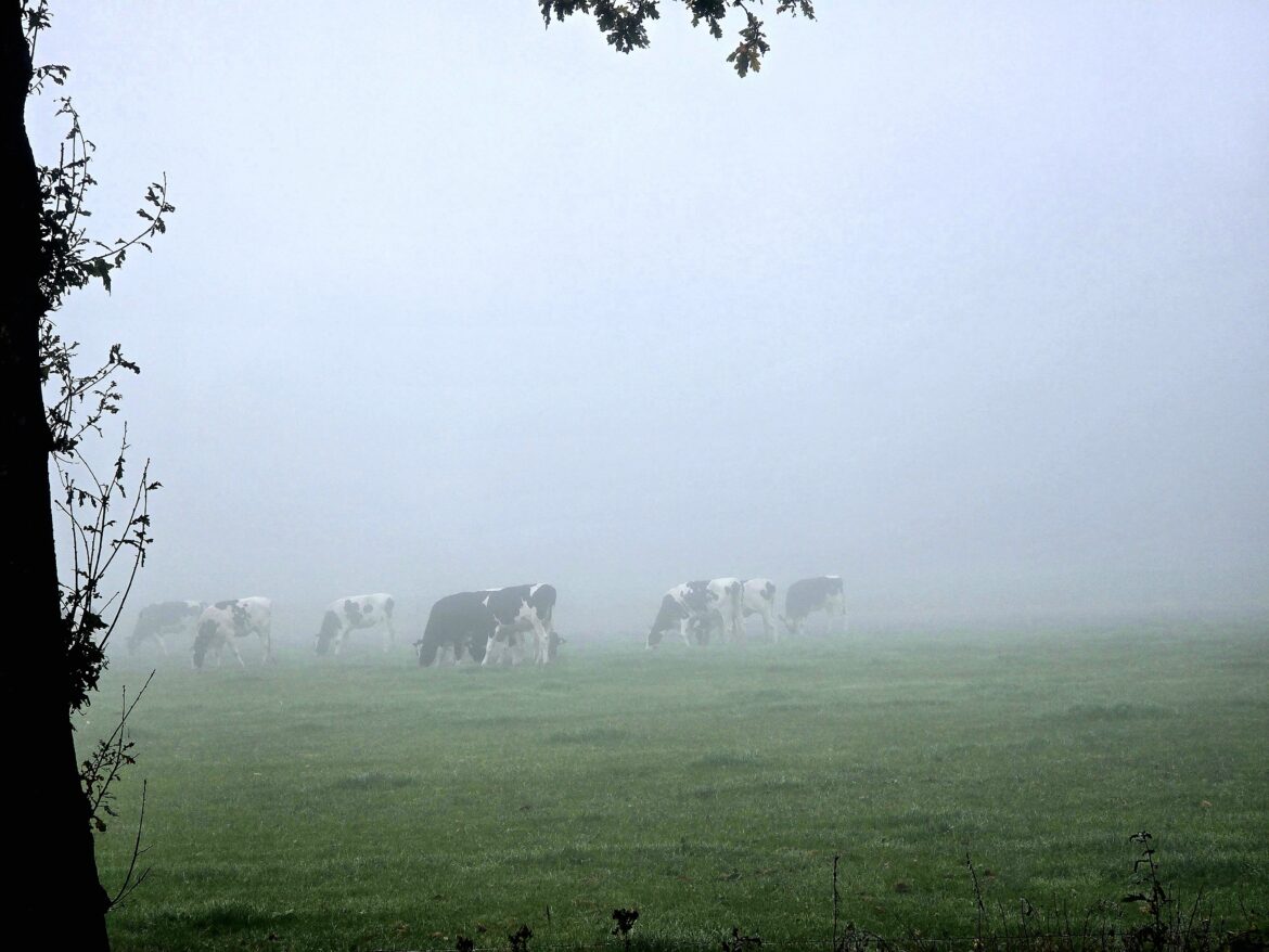 Mistige Ochtend richting Vriezenveen